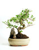 growing-a-bonsai-tree