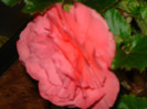 DSC03479