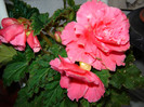 DSC03488