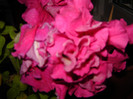 DSC03498