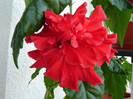 DSC03526