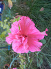 Double Petunia (2011, August 29)