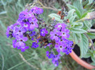 Heliotropium arborescens (2011, Aug.29)