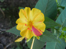 Mirabilis jalapa (2011, August 28)
