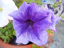Blue petunia, 29aug2011