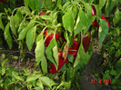 poze 078