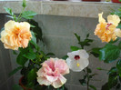 DSC00095