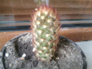 mammillaria elongata-nikolici