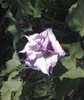datura