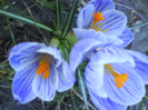 DSC04349