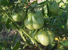 tomate gogosar