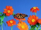 Flowerses_and_butterfly_-_Desktop_Wallpapers