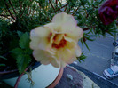 my pictures- 1 sept 2011 013