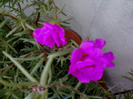my pictures- 1 sept 2011 008