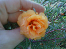 my pictures- 1 sept 2011 011