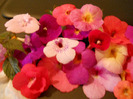 DSCN1002