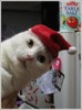 mau