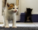 smiling_cat_by_hoschie