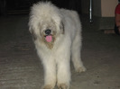 10 luni