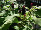 P1300811