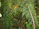 poze 086