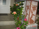 poze 081