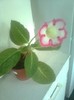 rosalinda 1