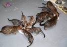 pisici leopard care mananca