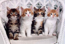 pisici mici