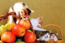 pisici-animale-2