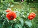 images (1)