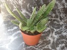 gasteria