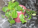 peperomia=amintire