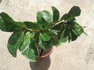ficus lyrata