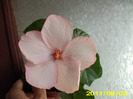Picture 008