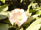 Brugmansia roz simpla