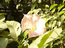 Brugmansia roz simpla