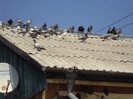 DSC03885