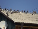 DSC03888