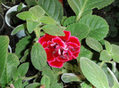 gloxinia rosie dubla