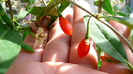 P1250176