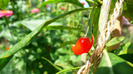 P1250209