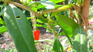 P1250219