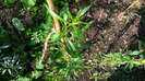 P1250234