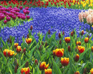 pictures-of-all-flowers-1280x1024-0047