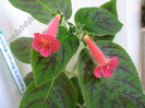 Kohleria Peridot\'s Mango Martini 5
