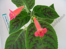 Kohleria Peridot\'s Mango Martini 6