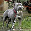 american-pit-bull-terrier