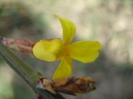 Jasminum nudiflorum (2010, March 21)