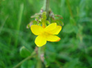 Jasminum nudiflorum (2011, May 17)